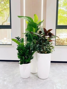 “深挖宁波镇海盆景租摆价格，别错过！验