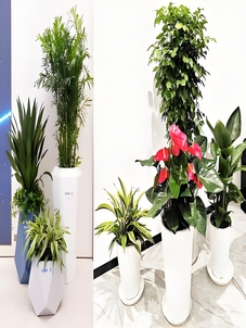 宁波北仑花木出租，价格超实惠，错过拍大腿！