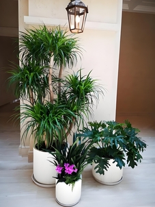 宁波余姚盆景租赁，实惠价享自然绿意！