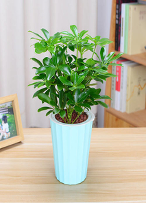 深挖宁波江北花卉租摆价格，不容错过！