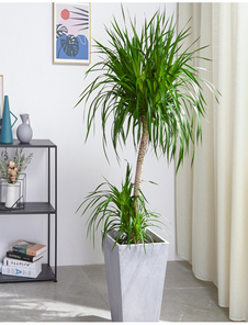 前湾花木出租专业