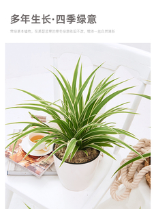 领略宁波余姚绿化养护方案，感受自然之美