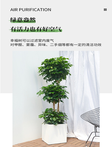 聚焦宁波前湾绿化修剪，感受自然与城市融合之美