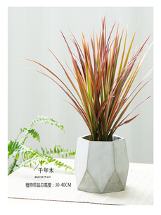 惊！宁波江北植物出租价格竟如此……