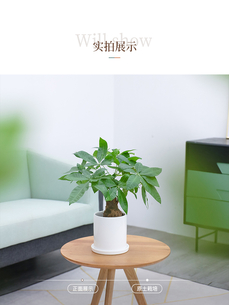 了解余姚盆景租摆方案，开启空间美化新篇章！