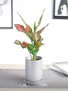 深挖宁波慈溪绿植租赁哪家好，不容错过！