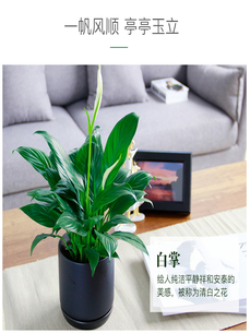 想知道宁波江北花卉出租方案？点这里