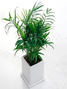 奉化绿植出租价格实惠