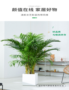 速看！镇海绿化养护公司的优质养护方案