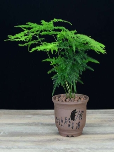 海曙绿化养护新选择，这家公司超靠谱！