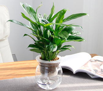 余姚植物租摆价格实惠