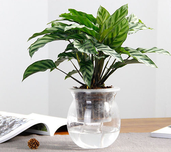 想知道宁波杭州湾植物出租哪家好？看这篇就够！