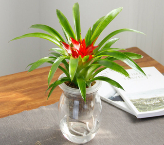 探寻宁波余姚花木租摆方案，装点别样环境