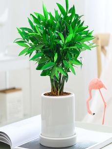 花卉出租选余姚，优质服务让你惊艳连连！