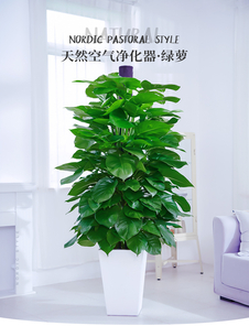 宁波海曙盆景租摆