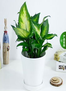 余姚绿植出租设计