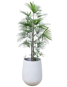 宁波奉化花木租赁，价格超实惠，美翻你的空间！