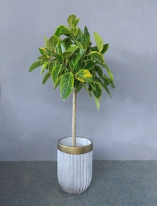 揭秘前湾植物租摆方案，打造独特绿色空间