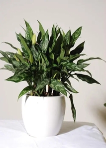 想让环境变美？前湾植物租摆公司是首选！